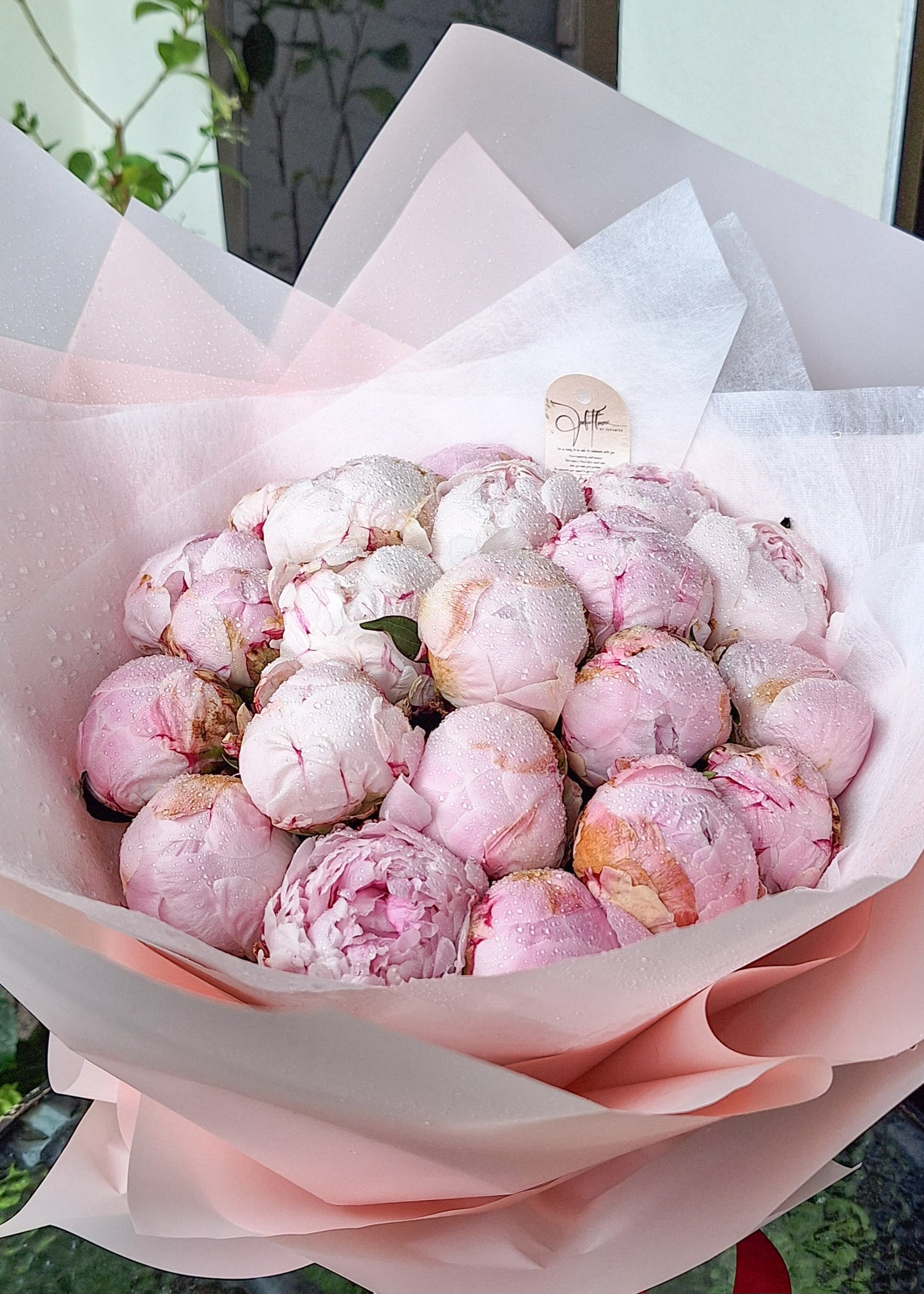 Wealth&Bashfulness Peony