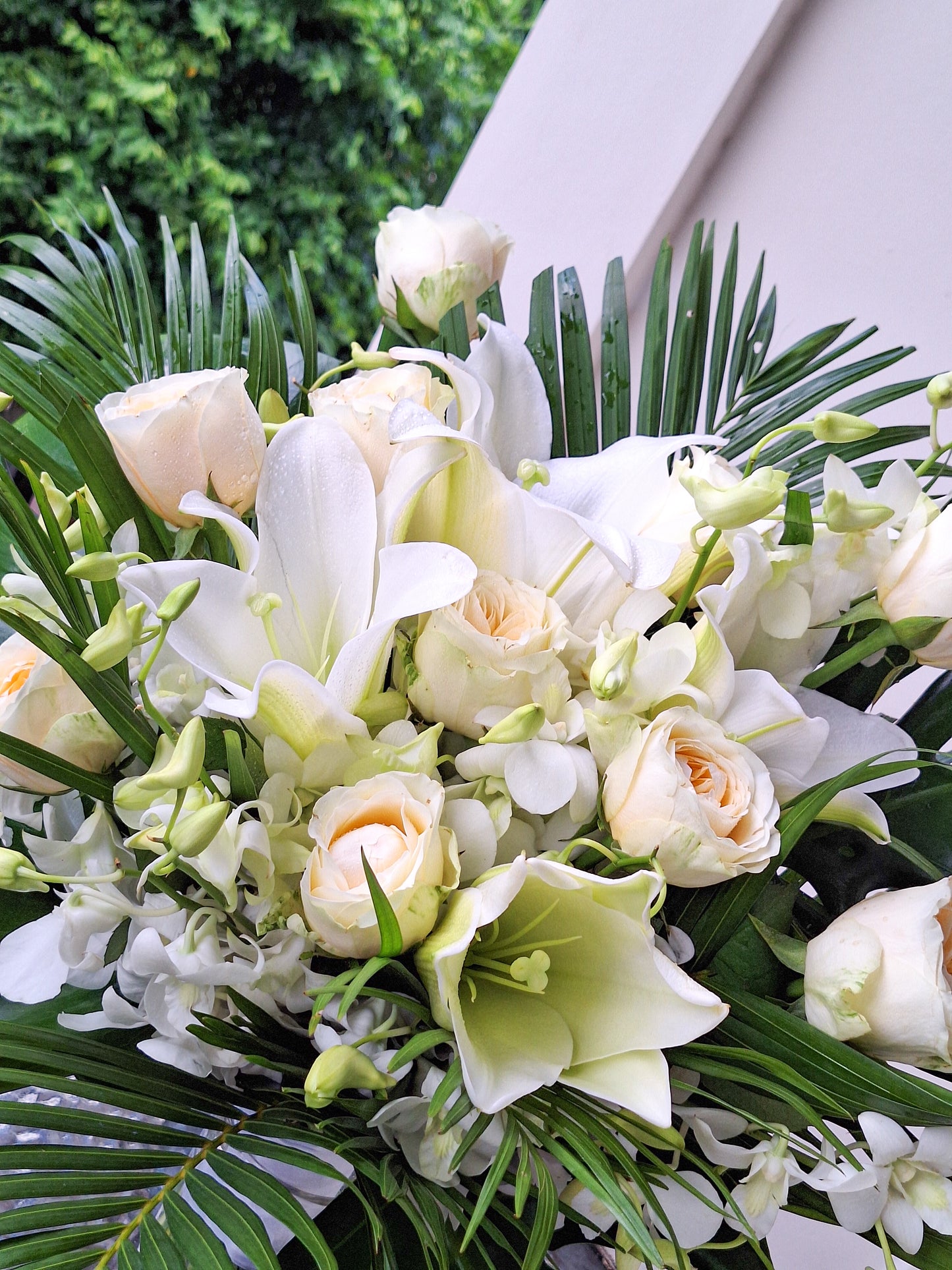 Bridal Roselily
