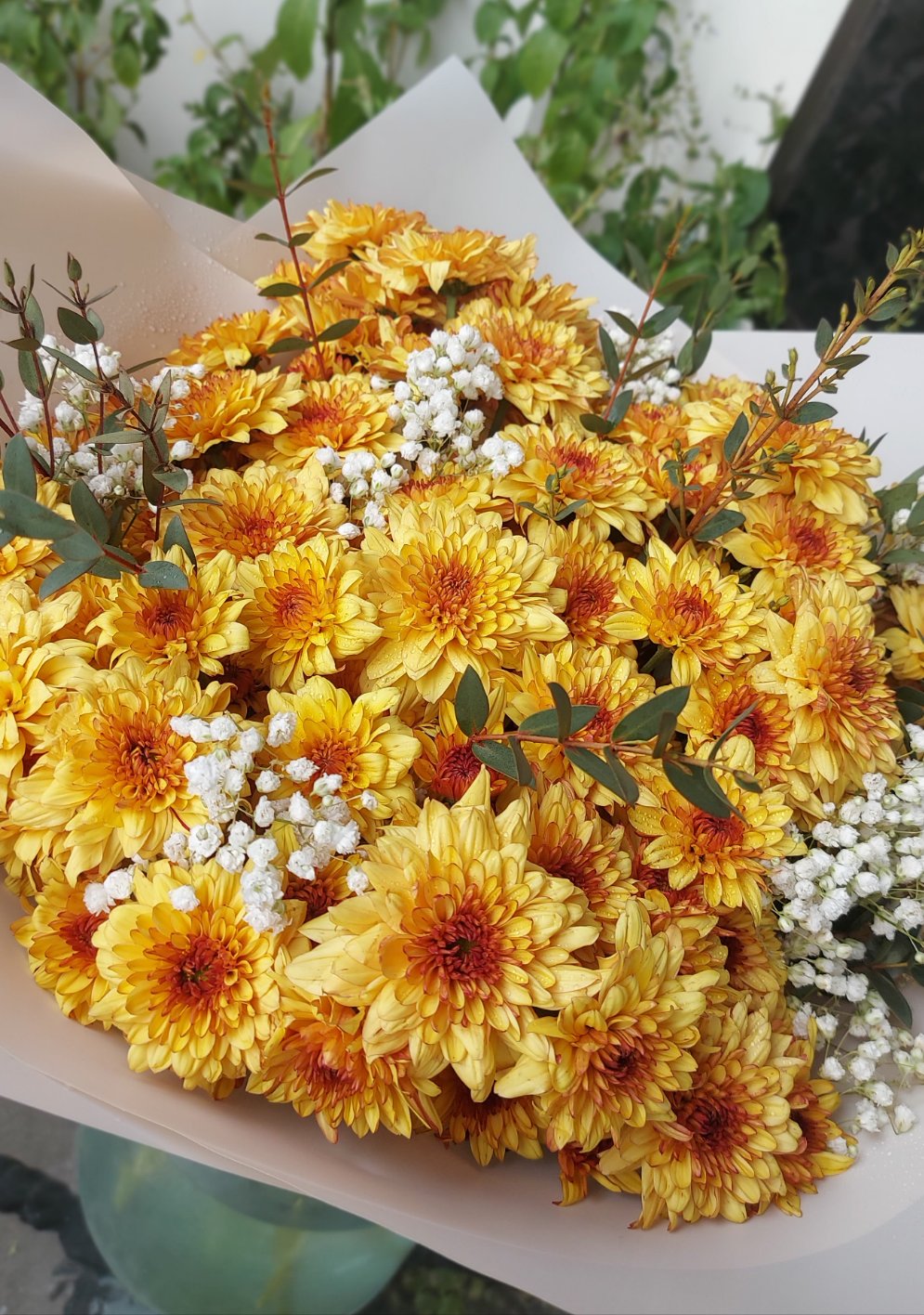 Vitality Of Happiness in Chrysanthemum