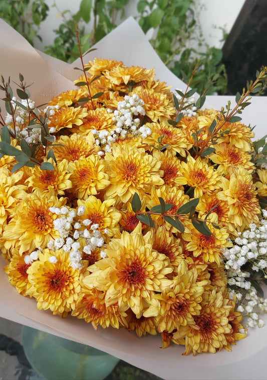 Vitality Of Happiness in Chrysanthemum