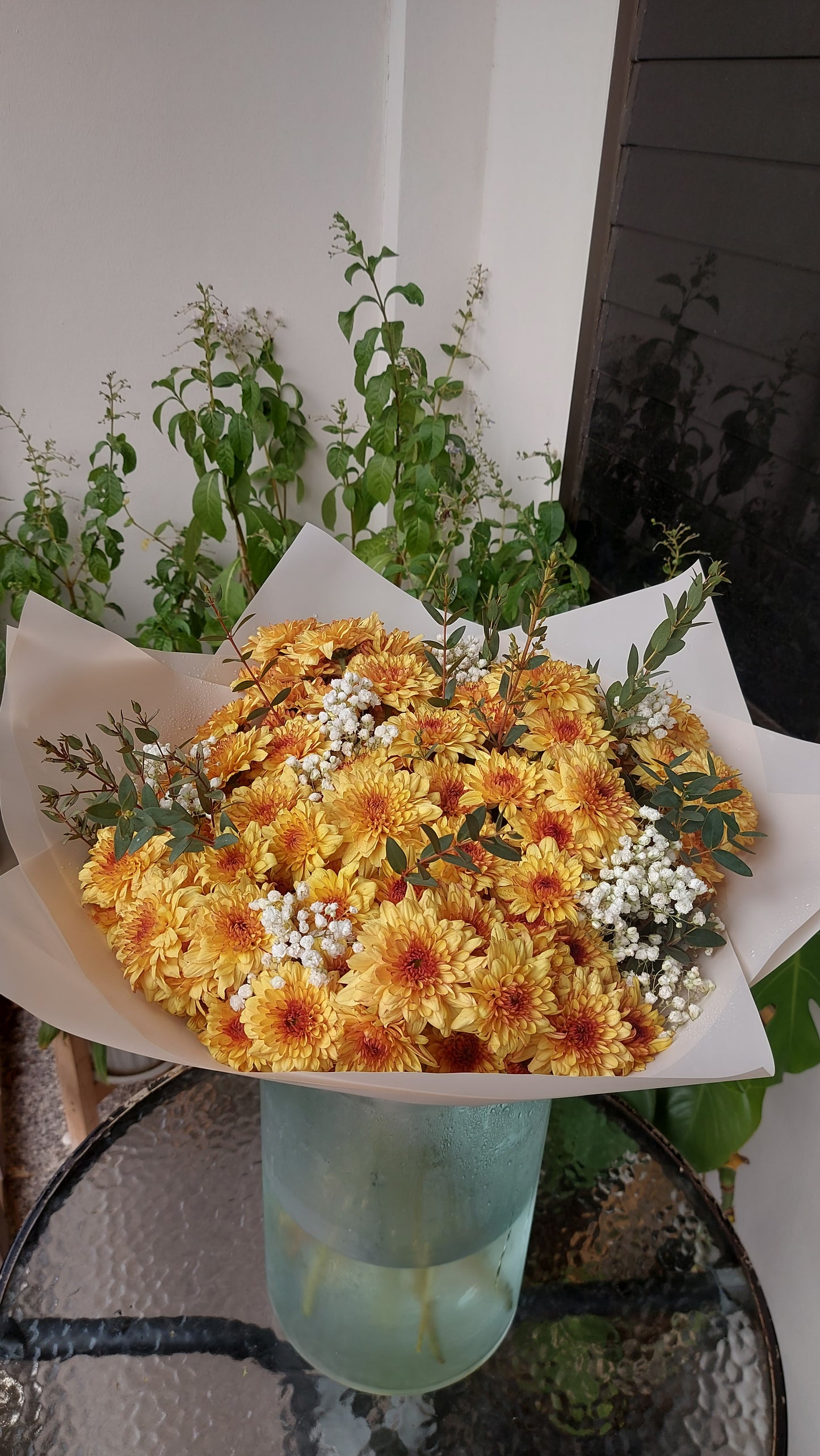 Vitality Of Happiness in Chrysanthemum