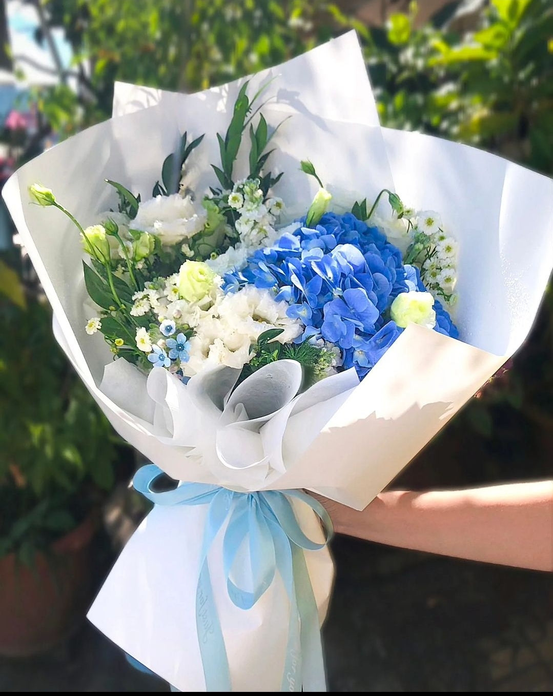 Please Hydrangea